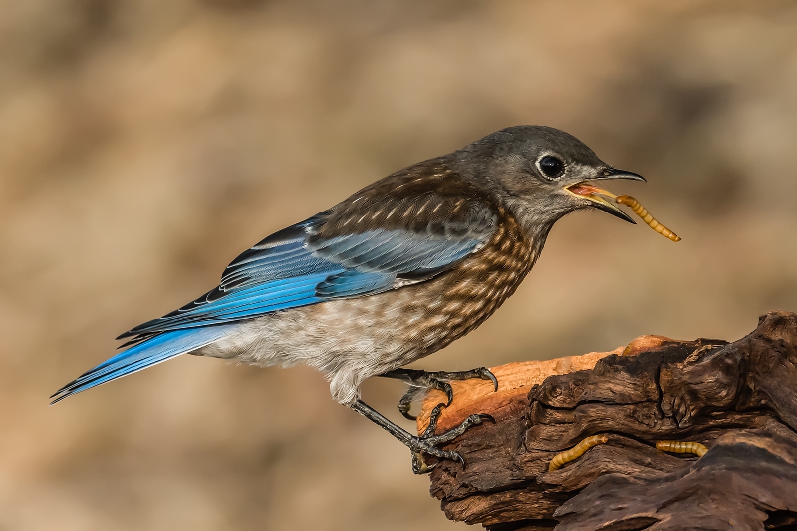'Western Bluebird eating a mealworm' (PA 1 Place) by Susie Kelly - MR