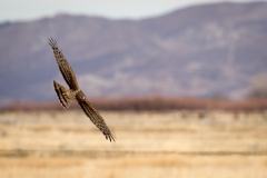 'Female Northern Harrier Courses low over open field in search of food.' (NI 1 Place) by Bill Lapworth - PE