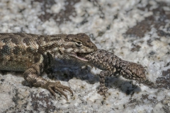'A Southern Brush Lizard cannibalizing another...' (NM Best in Show) by Diana Rebman - ML