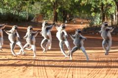 'Verreaux's sifaka or dancing sifaka due to the dance-like poses ... Berenty, Ma' (SA 1 Place) by Gregory Cowle - SC