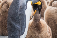 'Adult King Penguin regurgitates partially digested food into the chick's mouth.' (NB 1 Place) by Sharon Thorp - SC