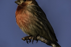 'Perched House Finch' (PB 1 Place) by Betty Hovenden - LV