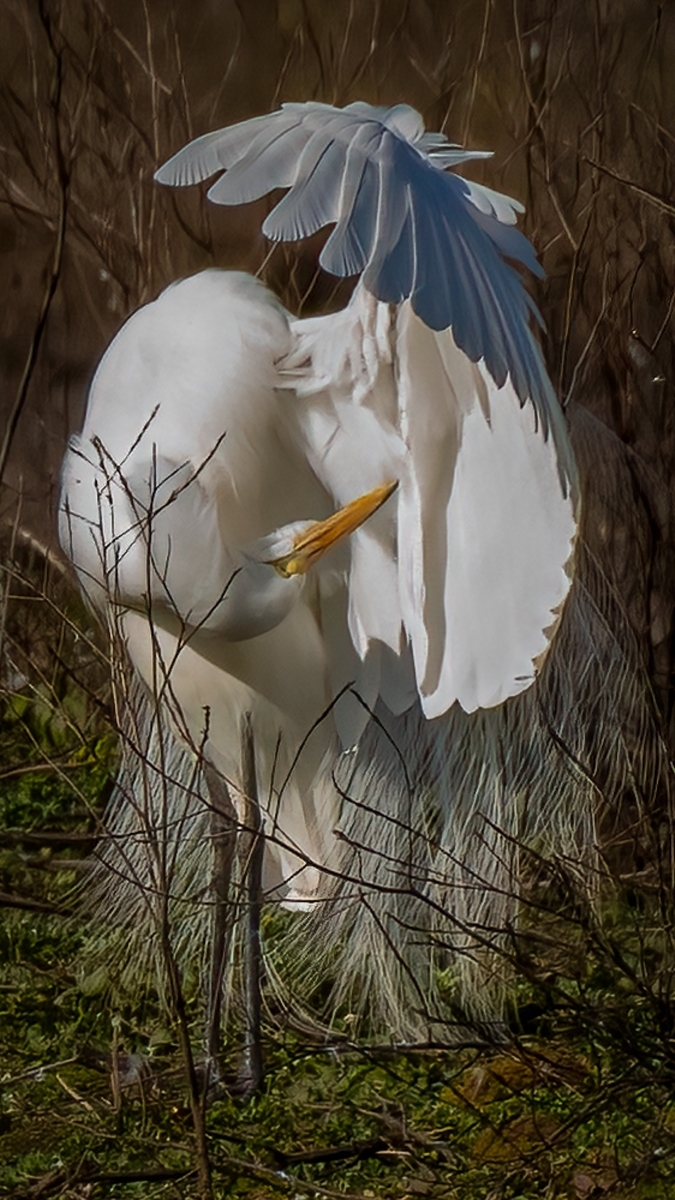 A-Great-Egret-Casmerodius-albus-in-breeding-plumage-preens-its-feathers.-PB-1-Place-by-Peggy-Osterkamp-MR