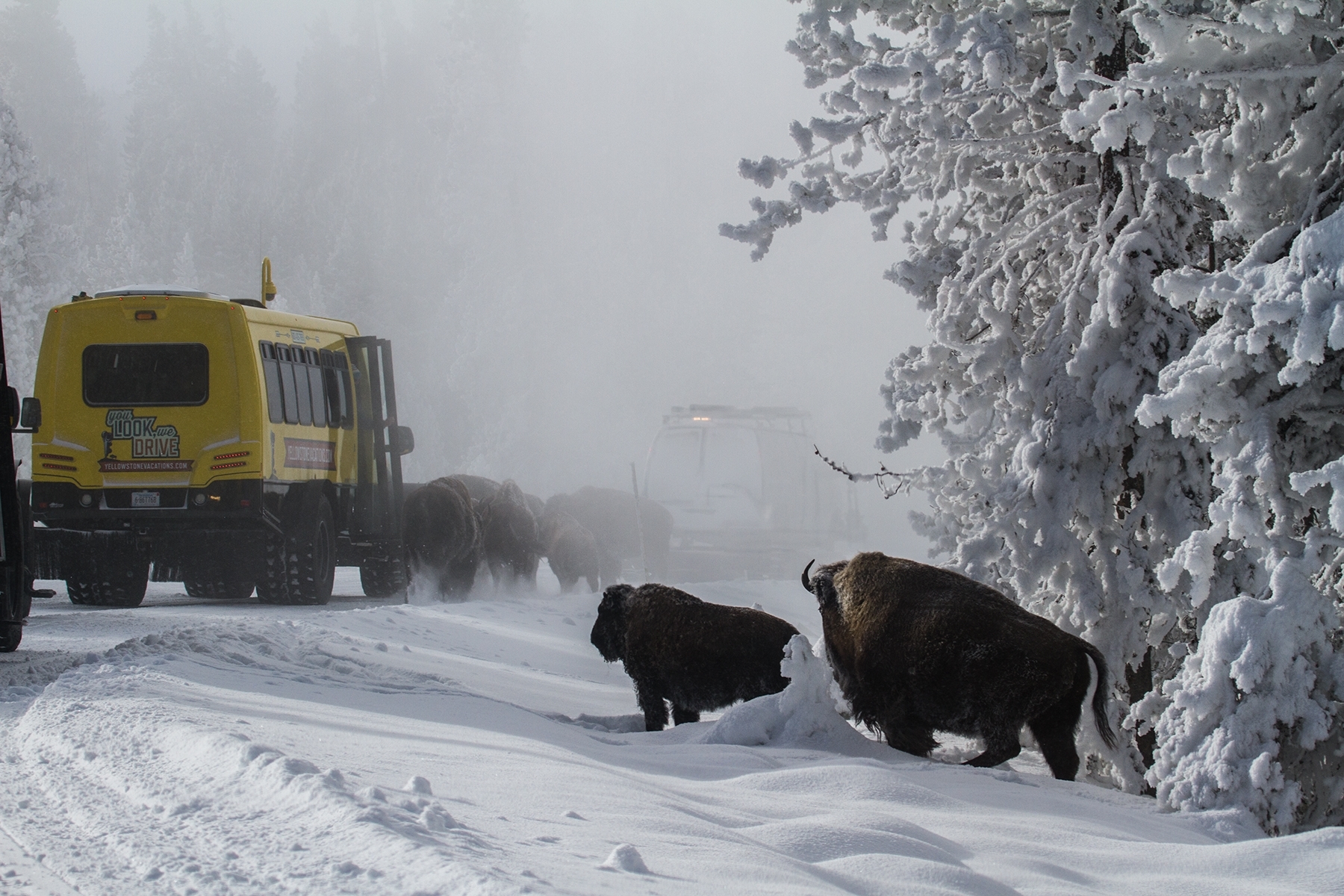 Bison-Moving-On-The-Plowed-Roadway-In-Yellowstone-National-Park-In-Winter-Causes-Traffic-Congestion.-JA-Best-in-Show.-by-Lucy-Kiang-LV