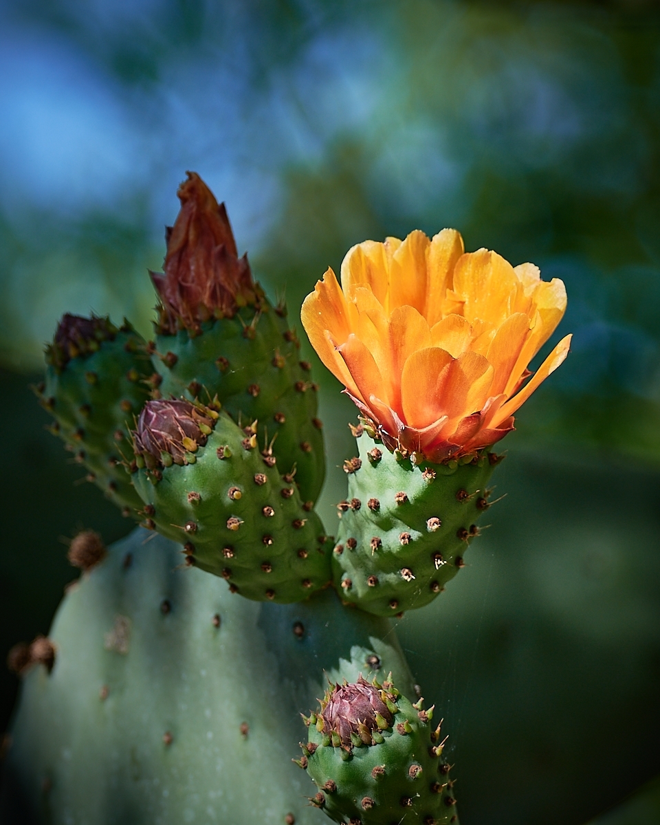 Cactus-in-Bloom-PI-1-Place-by-Carolyn-Haile-DV