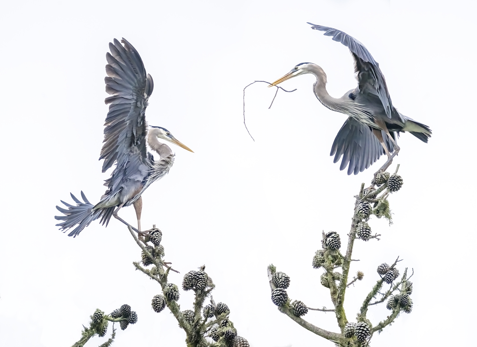Great-Blue-Heron-Fantasy.-Composite.-CI-1-Place-by-Linda-Rutherford-PE