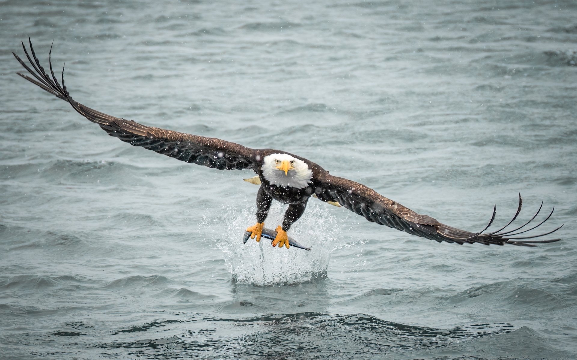Bald-eagles-have-powerful-hooked-beaks-to-tear-flesh-from-their-prey