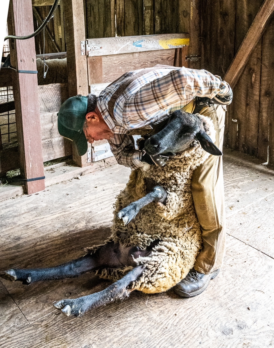 From-Sheep-to-Shawl-1-a-professional-sheerer-expertly-applies-his-trade-on-a-sheep-at-the