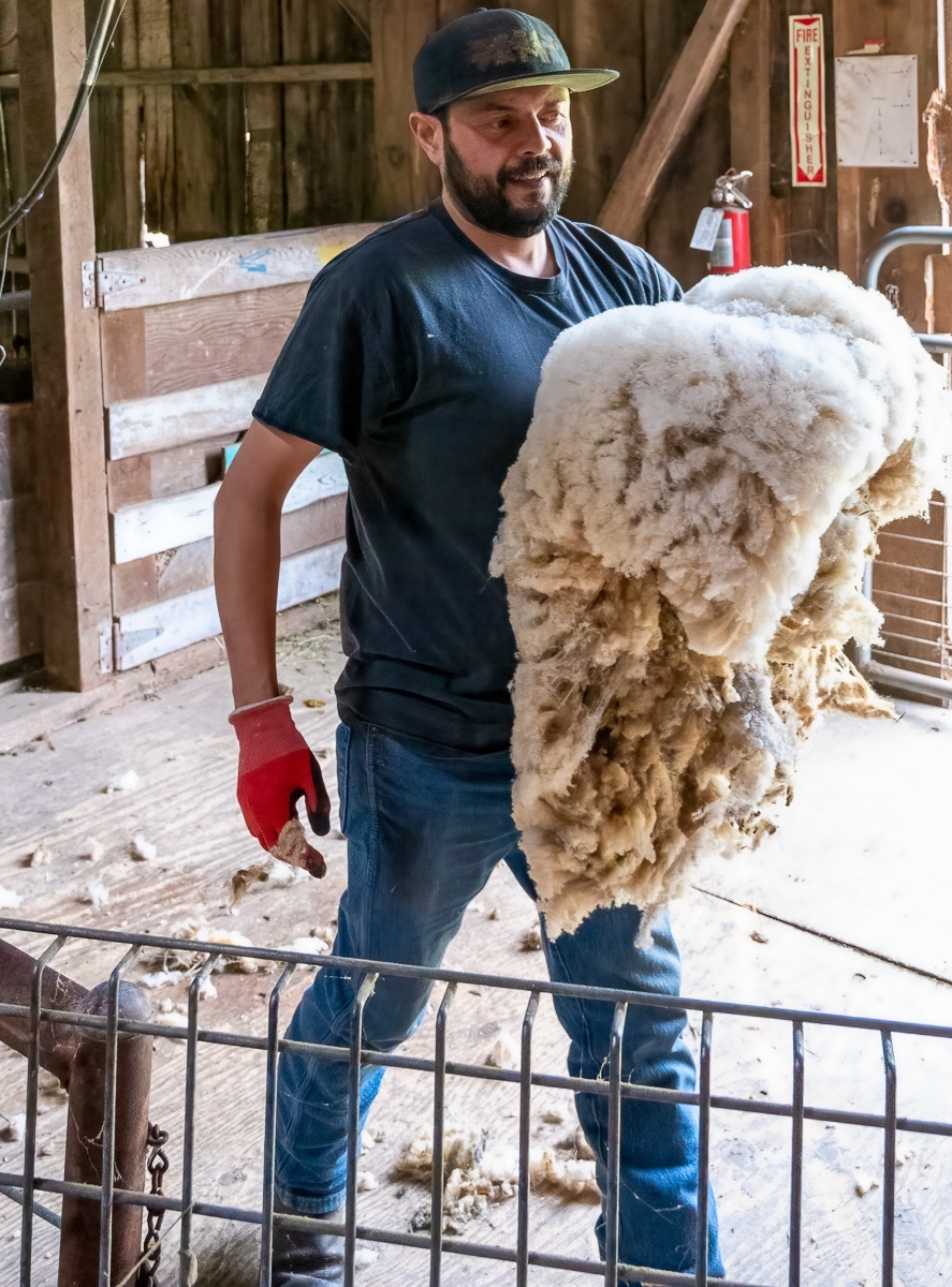 From-Sheep-to-Shawl-3-the-wool-is-gathered-to-be-washed-to-remove-natural-oils-manure-and-vegetable-matter.-JI-Place-by-John-Williams-PE
