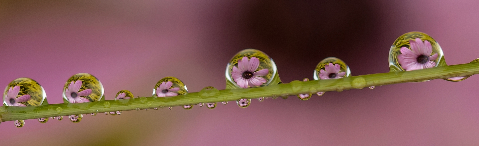 Many-reflections-of-a-single-flower-CB-1-Place-by-Lindsay-Puddicombe-BK