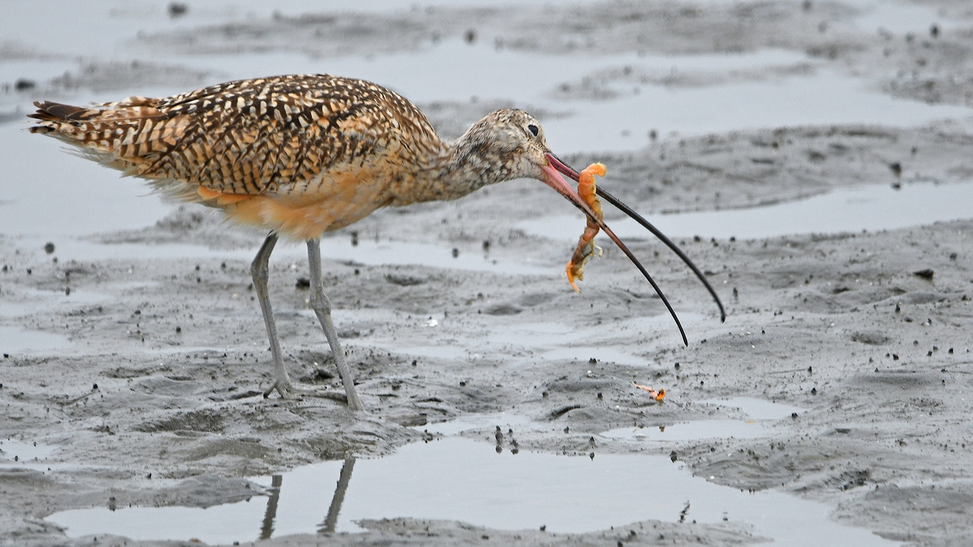 W-A-Long-billed-Curlew-fishing-in-the-tidelands-near-Moss-Landing-finds-a-shrimp-and-swallows-it-whole-NB-0-Place-by-Allan-Petersdorf-CC