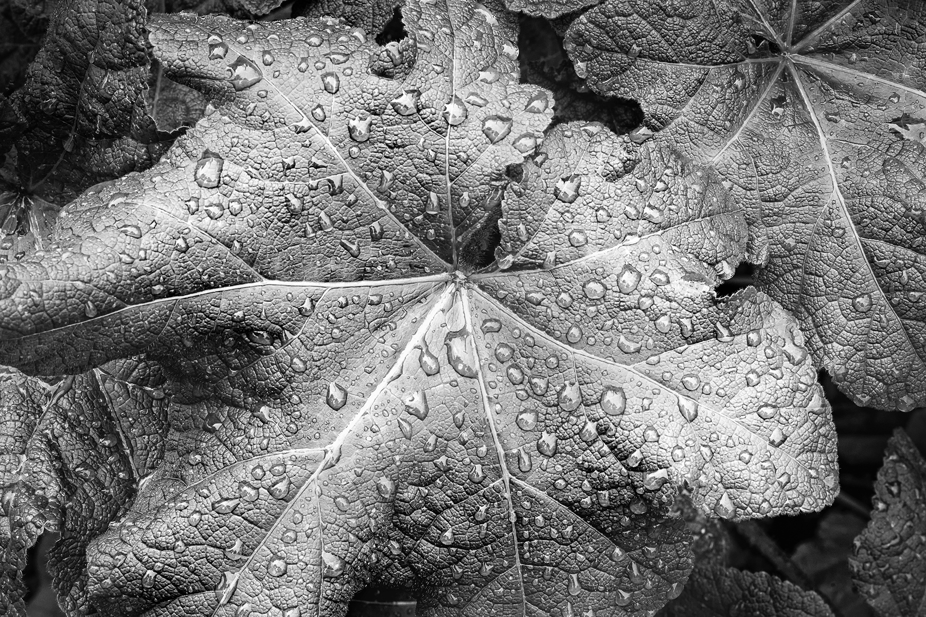 leaf-with-water-drops-MB-1-Place-by-DJ-Leland-MR
